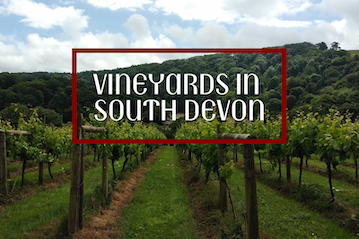 vineyards in south devon